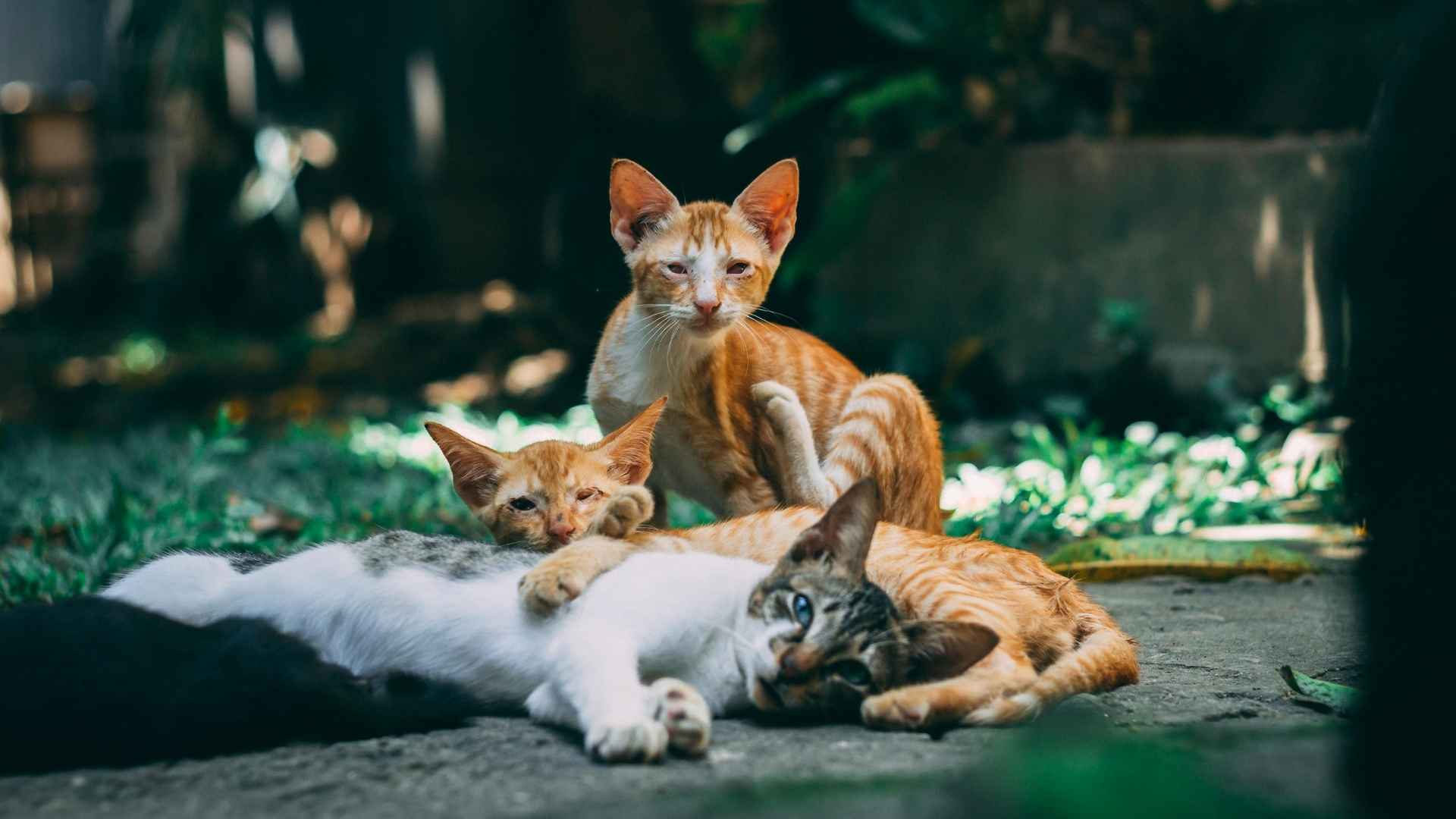 gata con crías